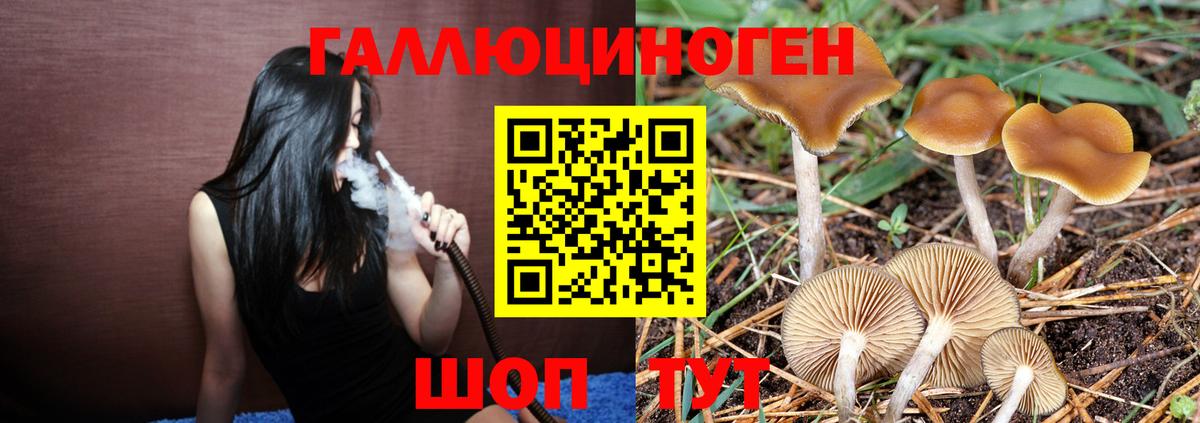 Галлюциногенные грибы Psilocybine cubensis Калининград